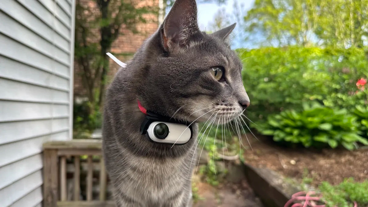 Pet Collar Safety Camera