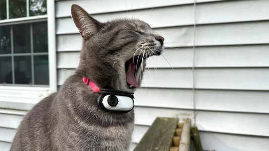 Pet Collar Safety Camera